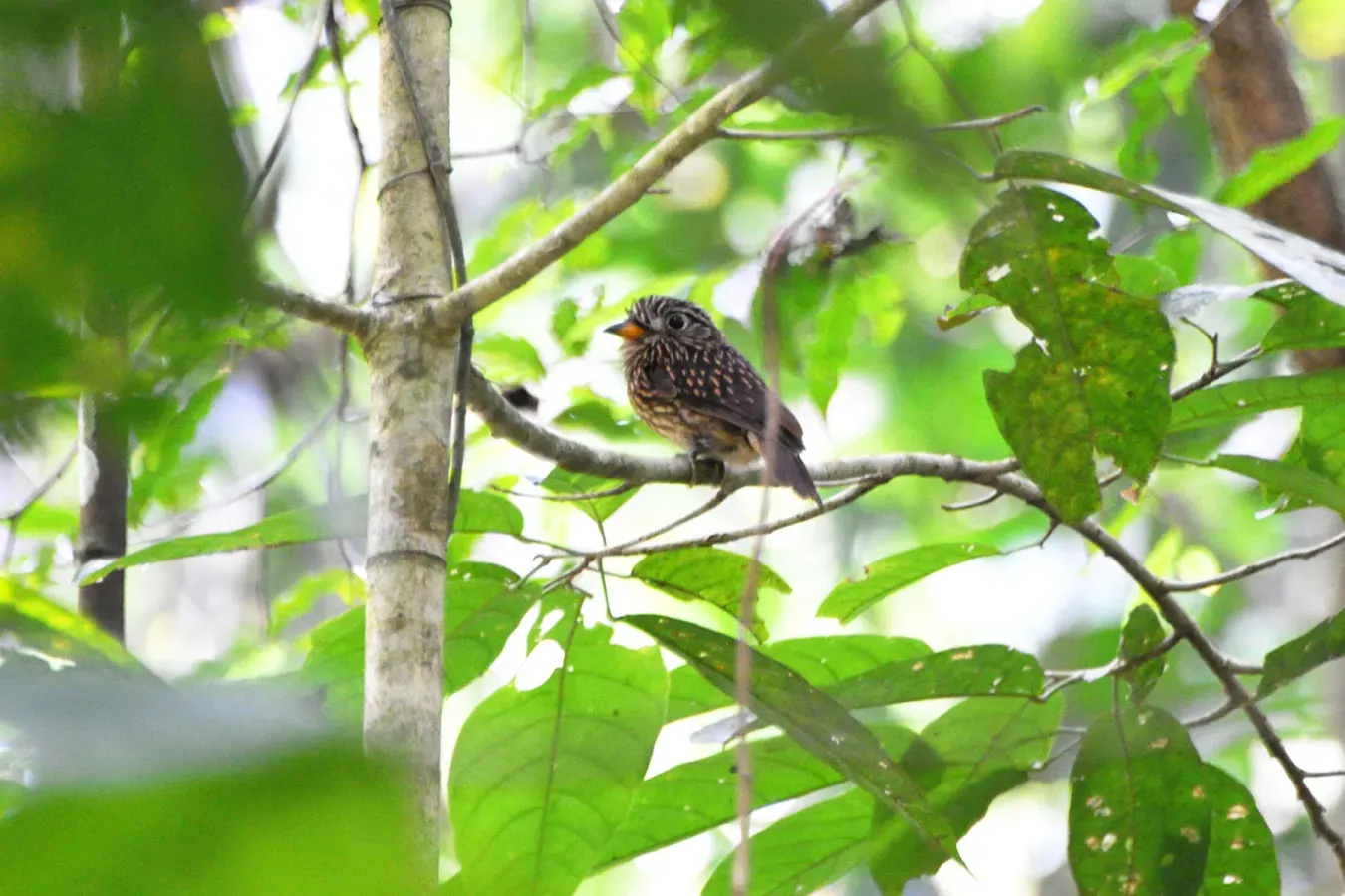 File:Malacoptila fusca.jpg