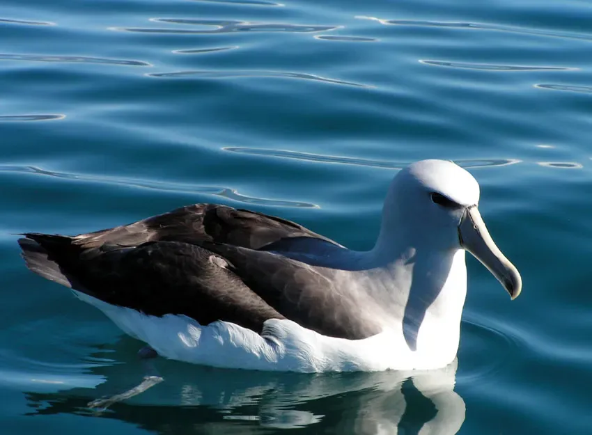 File:Thalassarche cauta salvini -New Zealand-8a.jpg