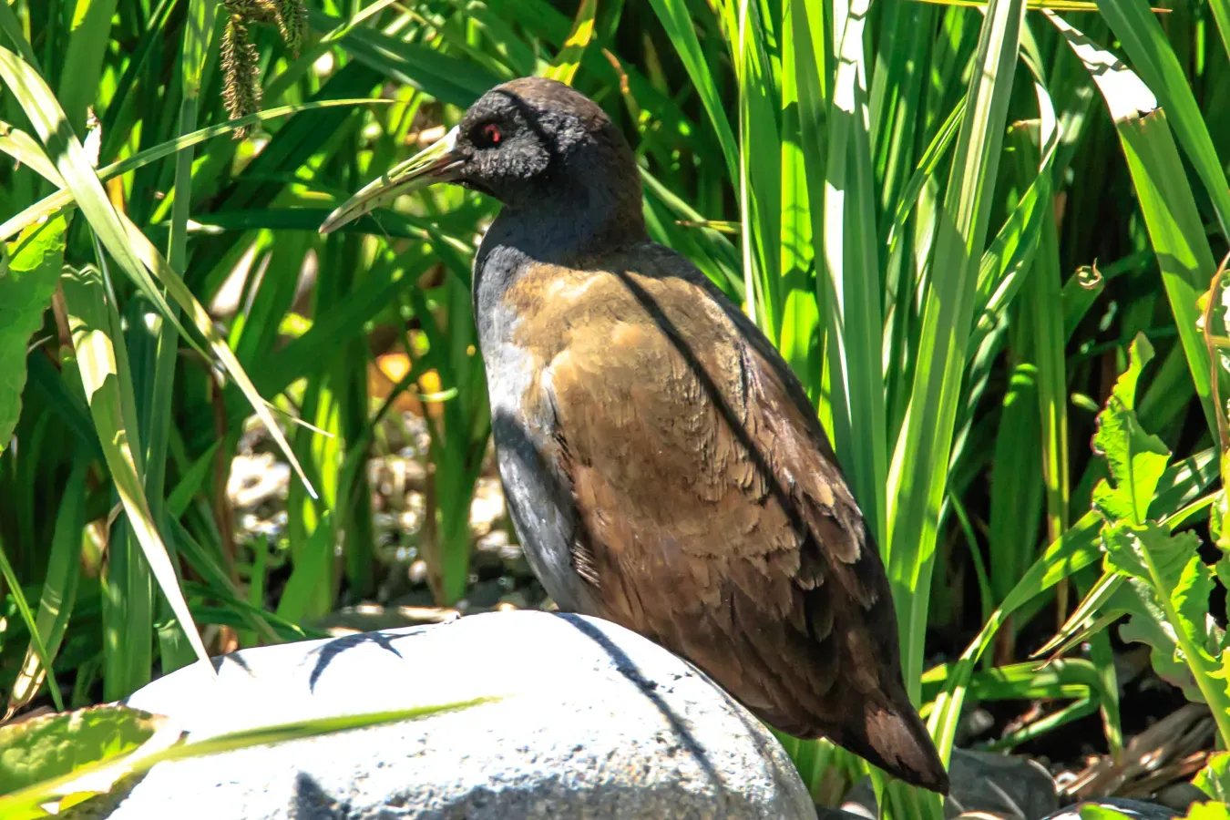 File:A quick visit to Perito Moreno Glacier - a Plumbeous Rail (Pardirallus sanguinolentus) - (24560895713).jpg
