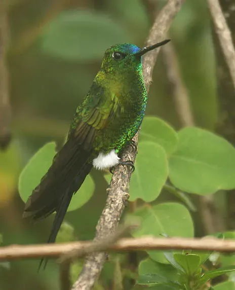 File:Sapphire-Vented Puffleg (Eriocnemis luciani)-2.jpg