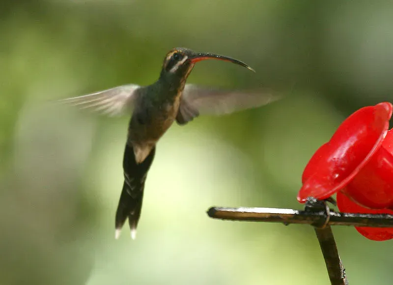 File:White-whiskered Hermit (Phaethornis yaruqui).jpg
