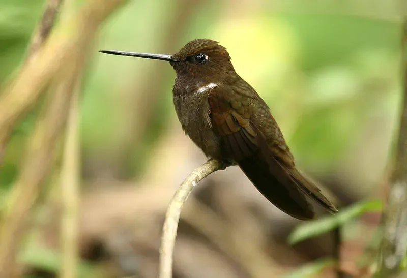 File:Brown Inca (Coeligena wilsoni).jpg