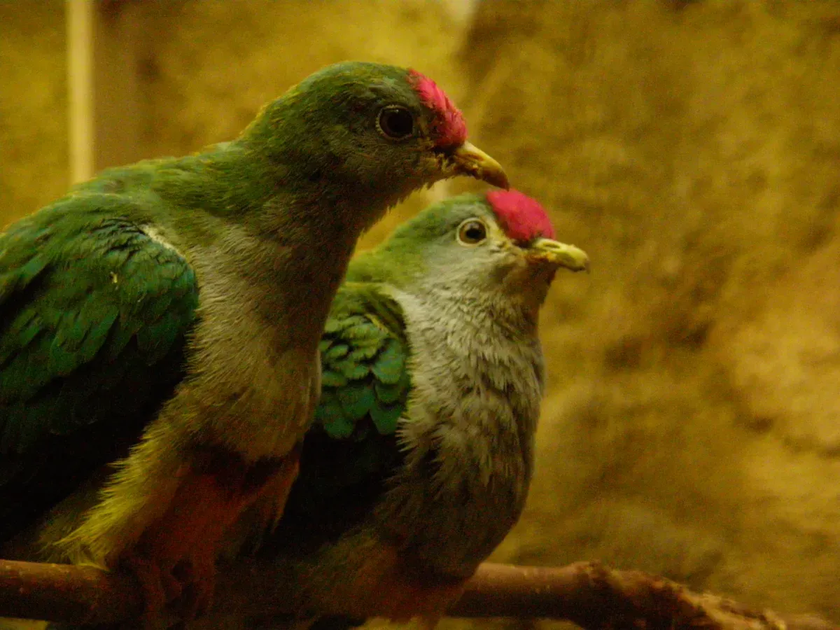 File:Ptilinopus pulchellus -Amsterdam Zoo-6.jpg