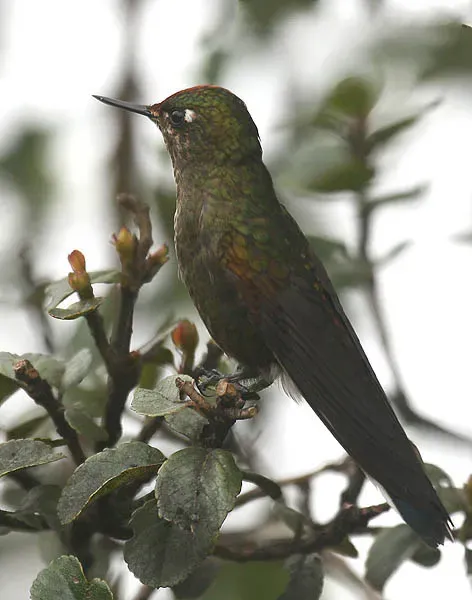 File:Chalcostigma herrani -NW Ecuador-6.jpg