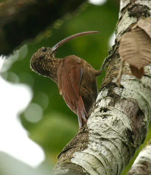 File:Campylorhamphus trochilirostris -NW Ecuador-8.jpg