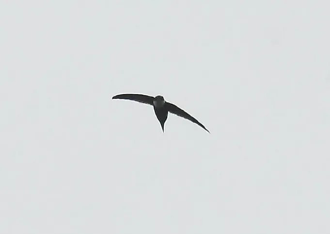 File:Panyptila cayennensis -NW Ecuador-4.jpg