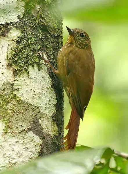 File:Glyphorynchus spirurus -NW Ecuador-8.jpg