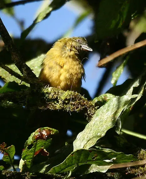 File:Chlorothraupis stolzmanni -NW Ecuador-8.jpg