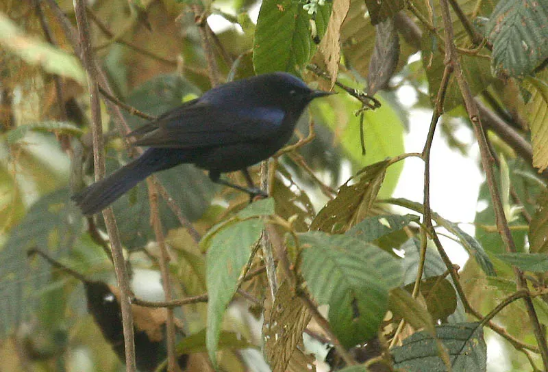 File:Conirostrum albifrons (male) -NW Ecuador-3.jpg