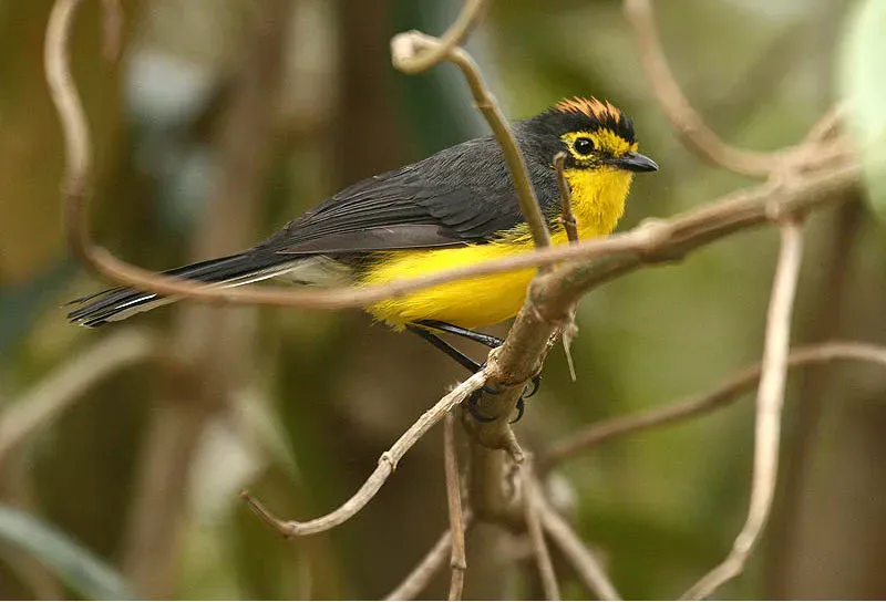 File:Myioborus melanocephalus -Ecuador-8.jpg