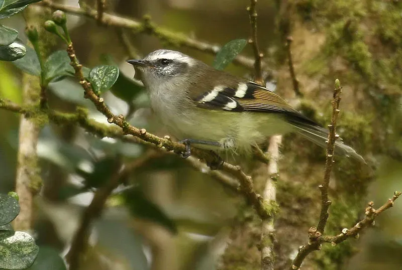 File:Mecocerculus stictopterus -Eduador-8.jpg
