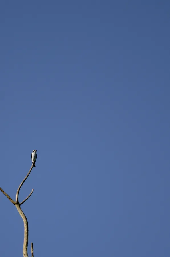 File:Pied falconet, (Microhierax melanoleucos) from pakke tiger reserve JEG3641.jpg