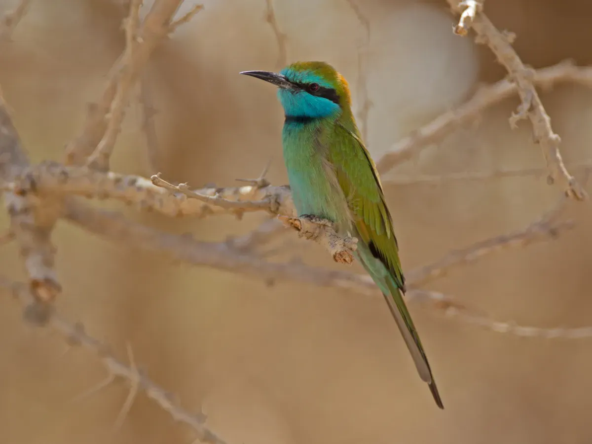 File:Arabian Green Bee-eater (Merops cyanophrys), Israel.jpg