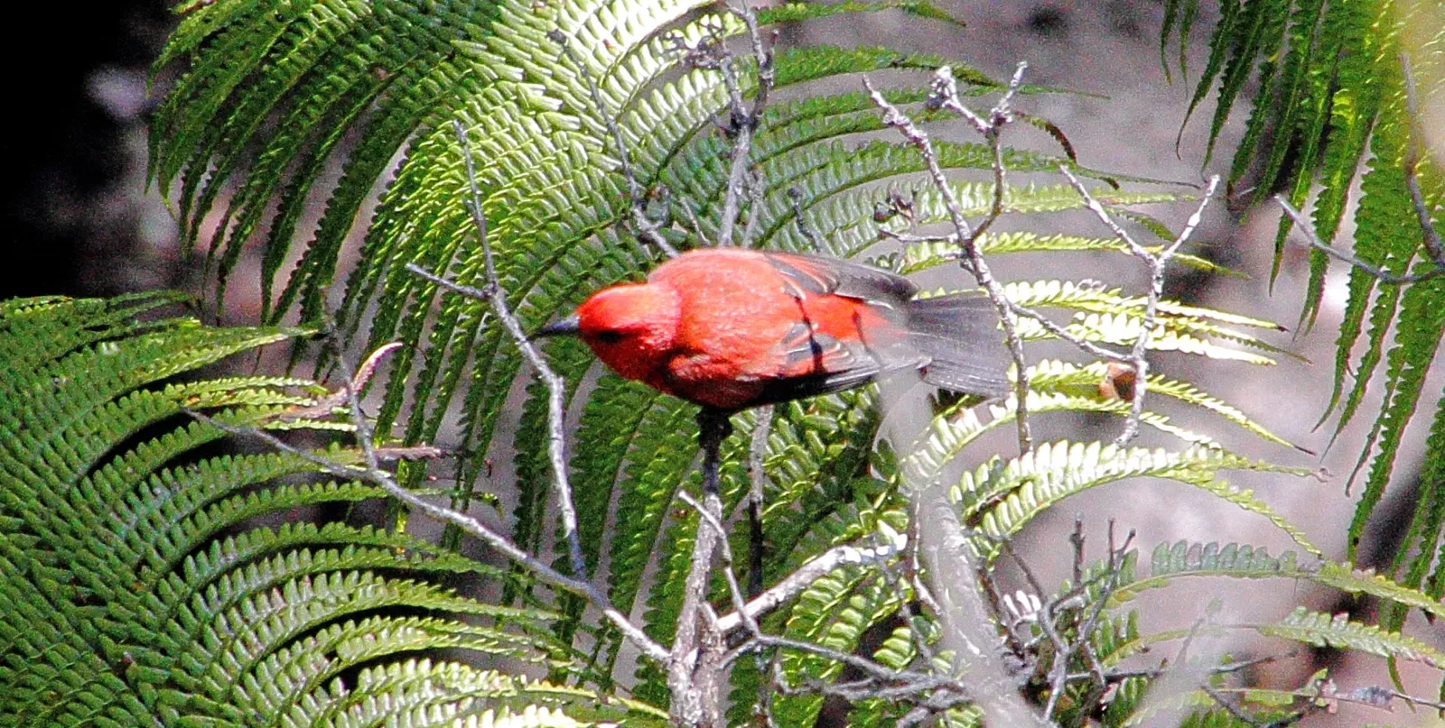 File:Apapane (Himatione sanguinea) (26192362200).jpg