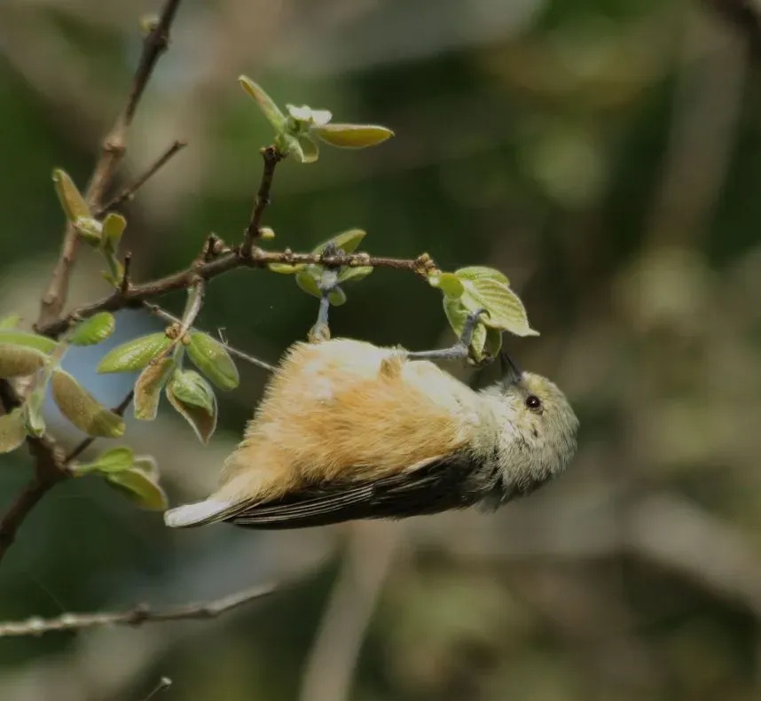 File:African Penduline-Tit (Anthoscopus caroli).jpg