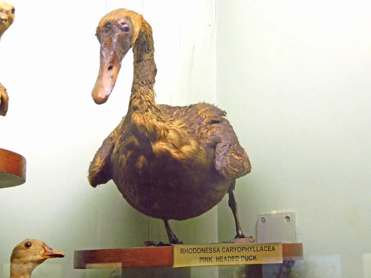 File:Pink-headed duck (Rhodonessa caryophyllacea) skin DSCN2447.jpg