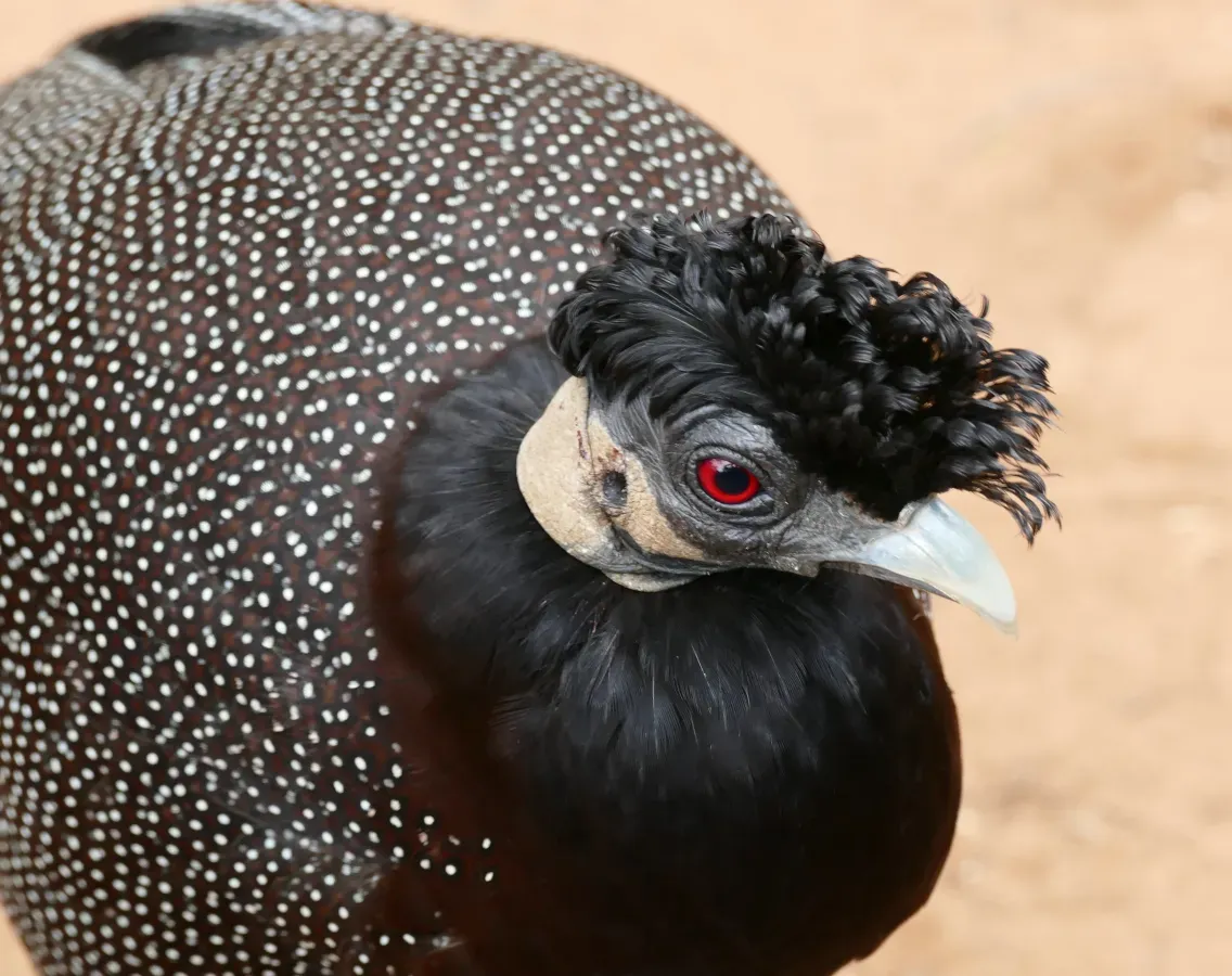 File:Crested Guineafowl (Guttera edouardi) (30199966351).jpg