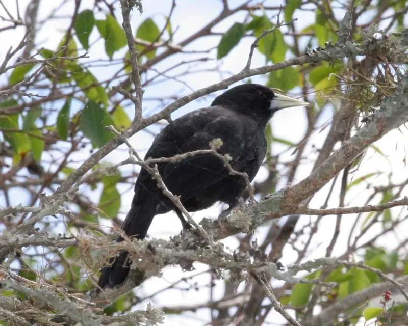 File:Cacicus solitarius -Argentina-8.jpg