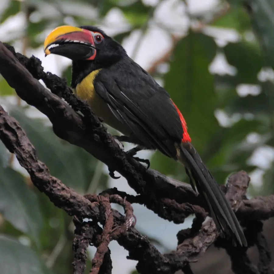 File:Pteroglossus viridis (male) -Bronx Zoo-8-4c.jpg