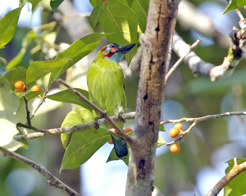 File:Blue-eared Barbet (Psilopogon duvaucelii cyanoticus).jpg