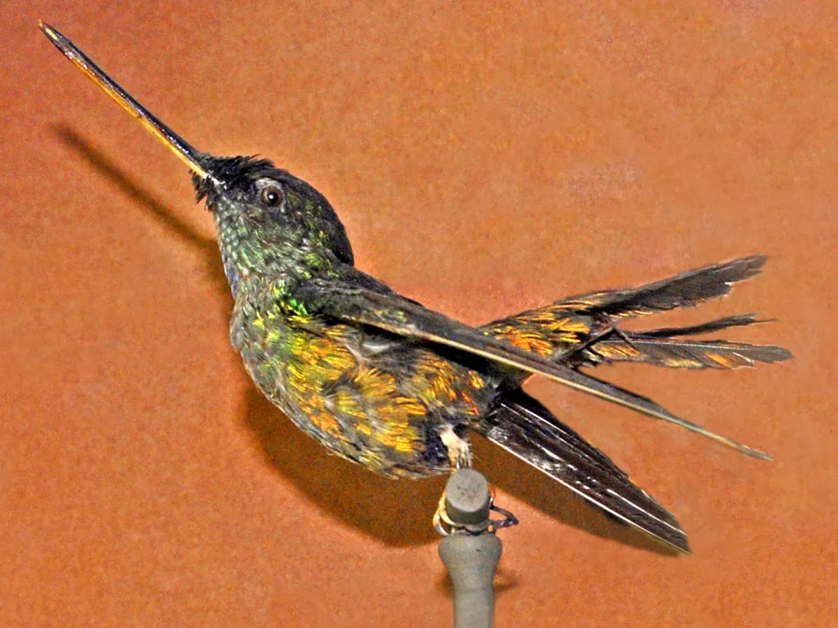File:Trochilidae - Coeligena bonapartei.JPG