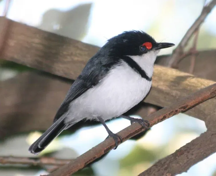 File:Black-throated Wattle-eye (Platysteira peltata) from side.jpg