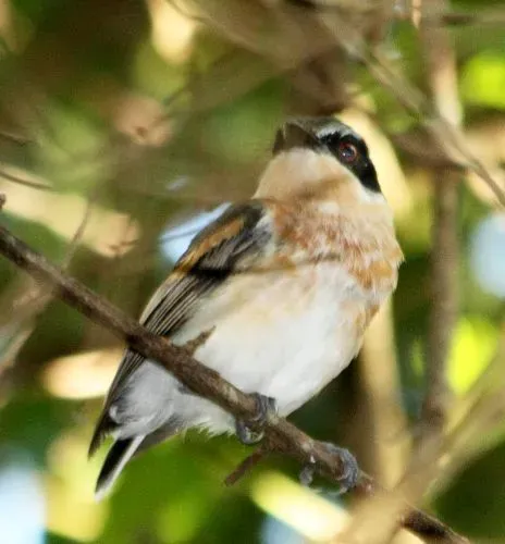 File:Woodwards Batis (Batis fratrum).jpg