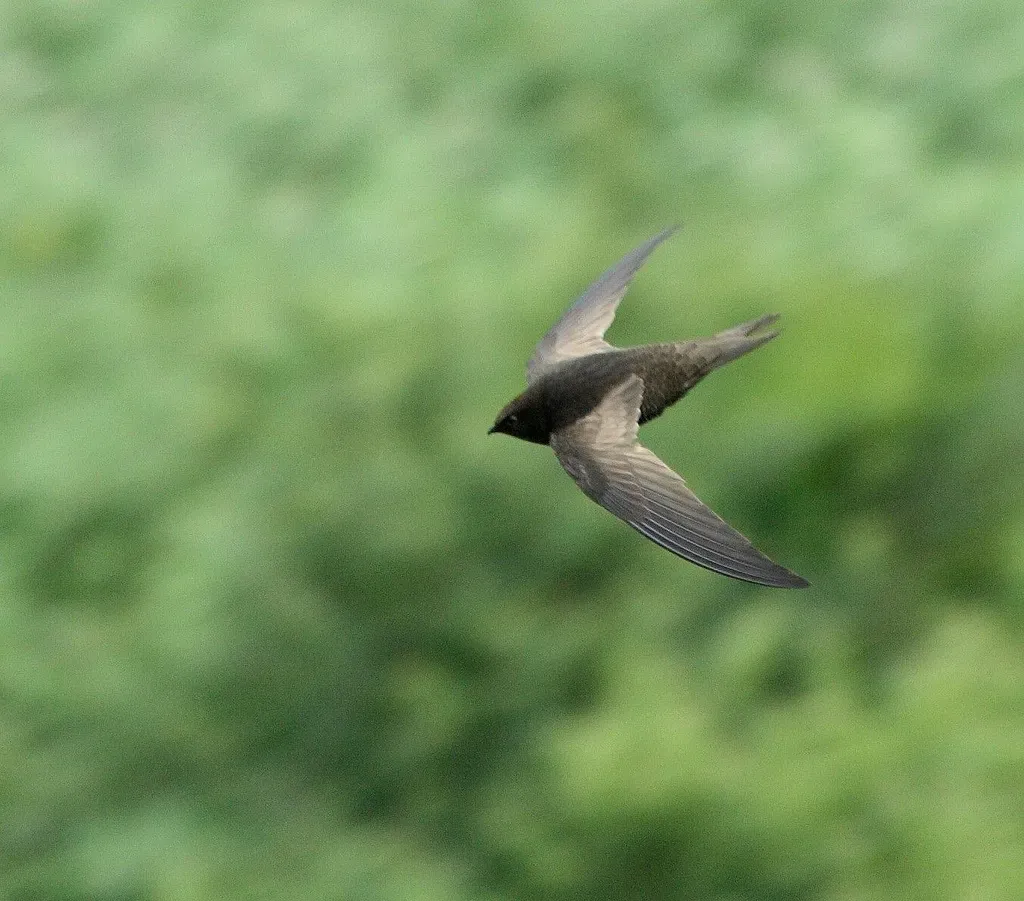 File:African Black Swift (Apus barbatus) in flight, above and side view.jpg