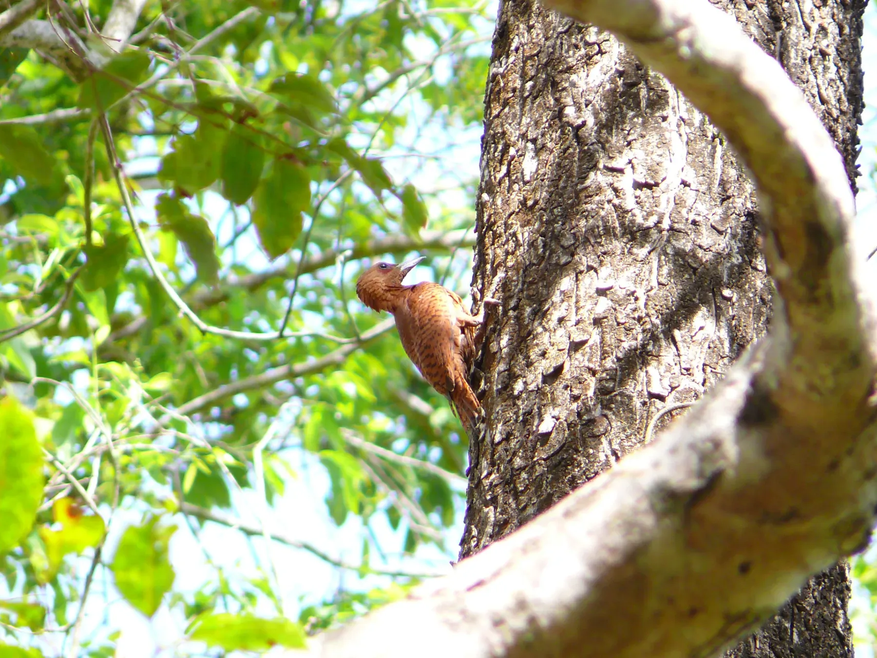 File:Rufous Woodpecker - Micropternus brachyurus Apr07 030.jpg