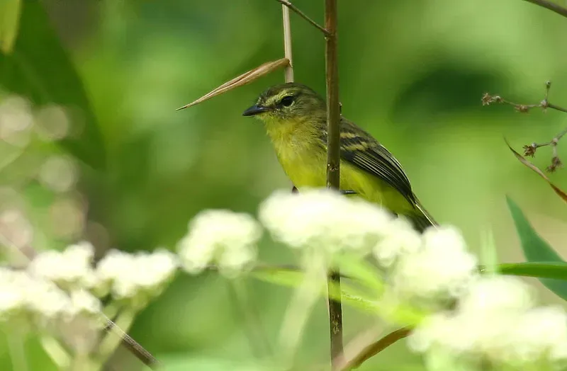 File:Capsiempis flaveola -Costa Rica-8.jpg