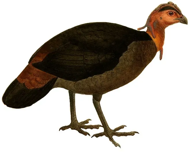 File:Annales des sciences naturelles (1881) (Aepypodius bruijnii).jpg