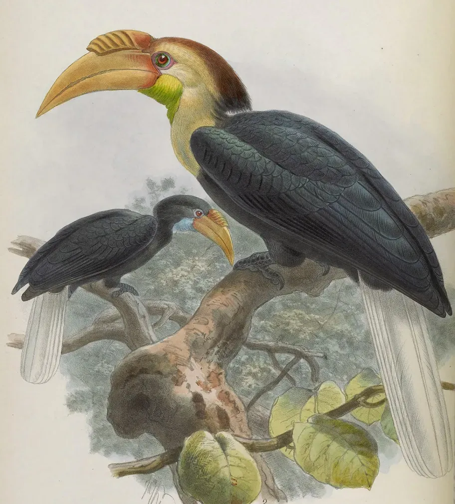 File:Rhyticeros subruficollis.jpg