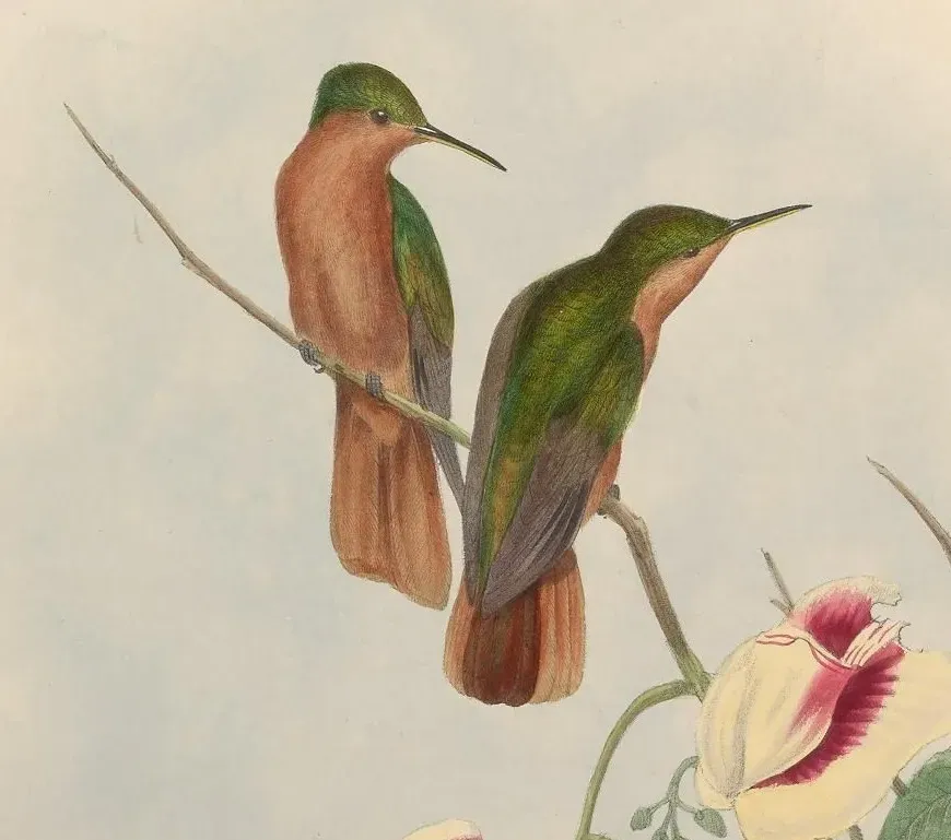 File:Campylopterus hyperythrus.jpg