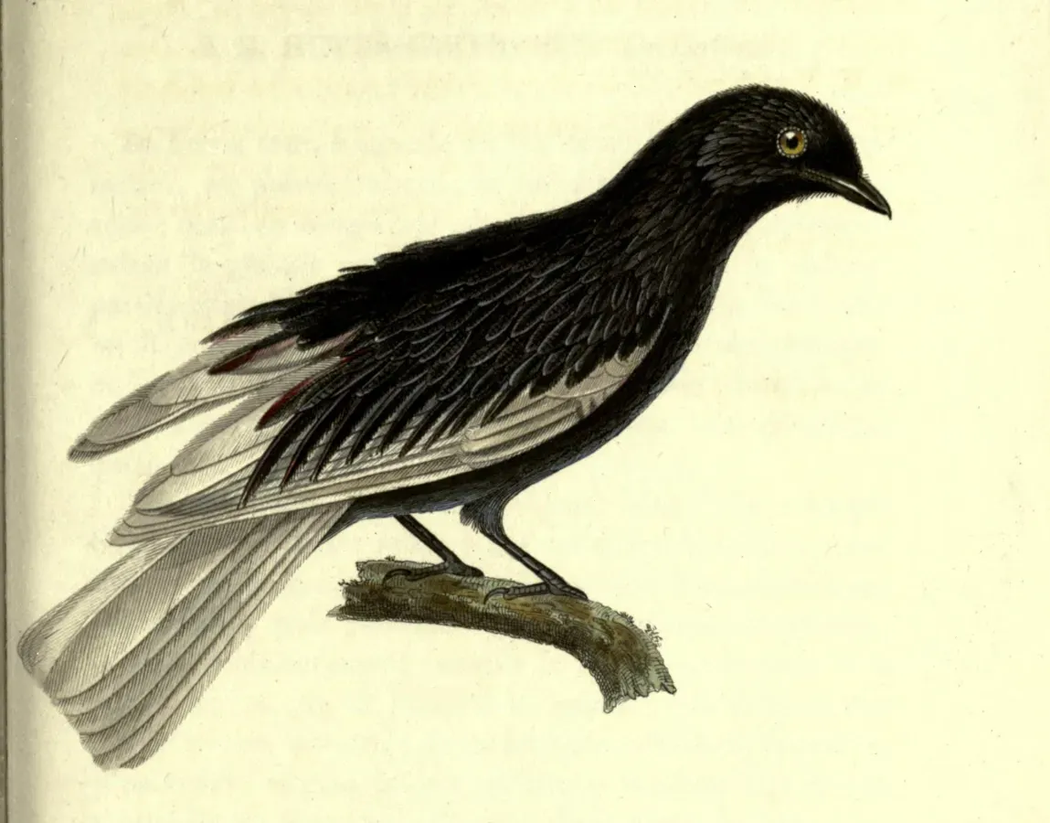 File:Xipholena lamellipennis.jpg