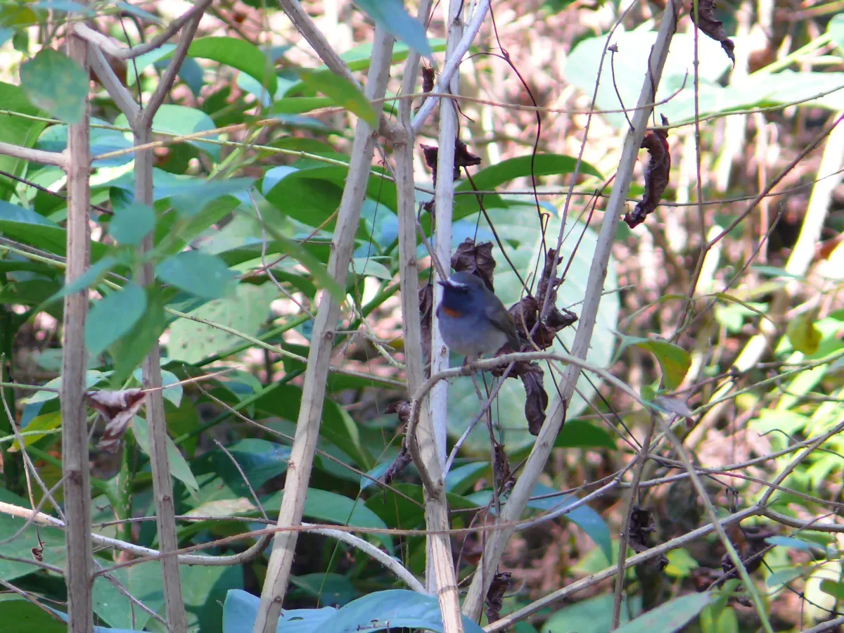 File:Rufous-gorgeted Flycatcher - Ficedula strophiata - P1020920.jpg