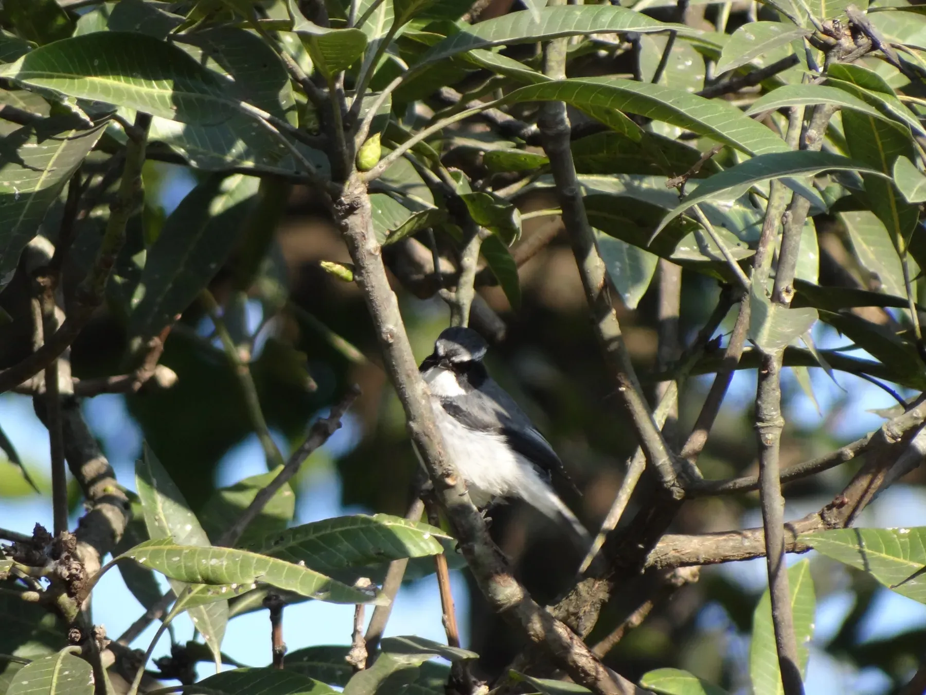 File:Grey Buschchat - Saxicola ferreus - DSC03945.jpg