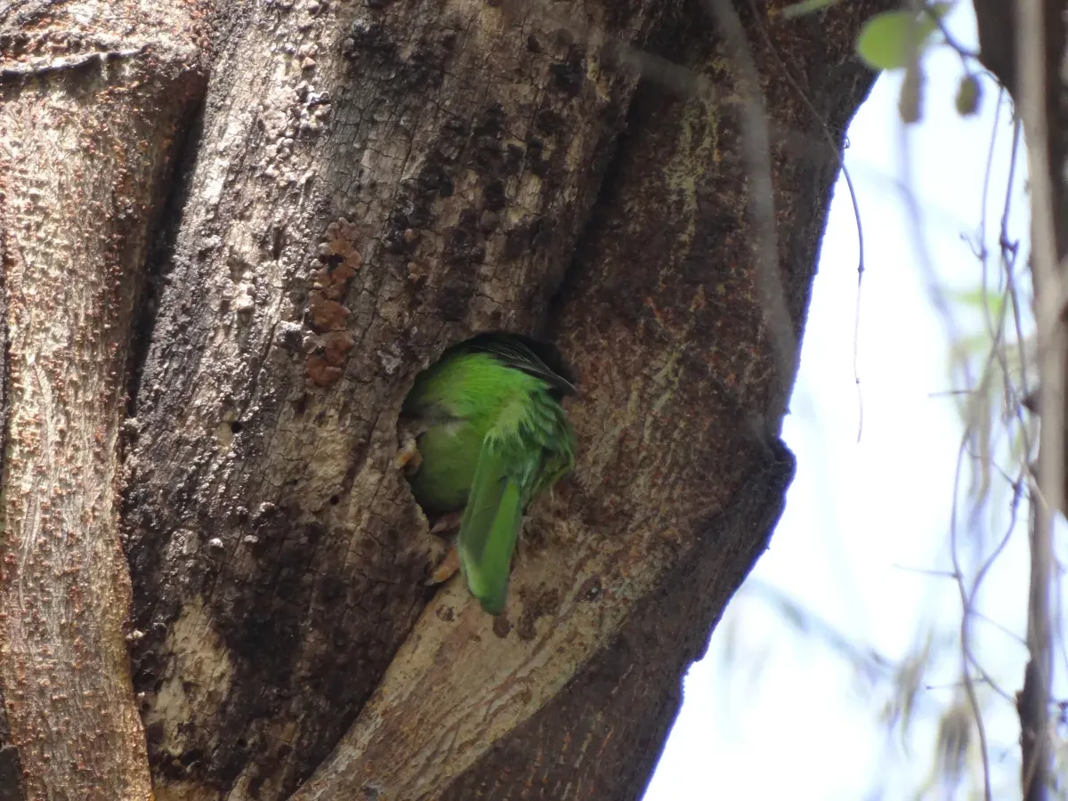 File:Brown-headed Barbet (Large Green Barbet) - Psilopogon zeylanicus - DSC08597.jpg