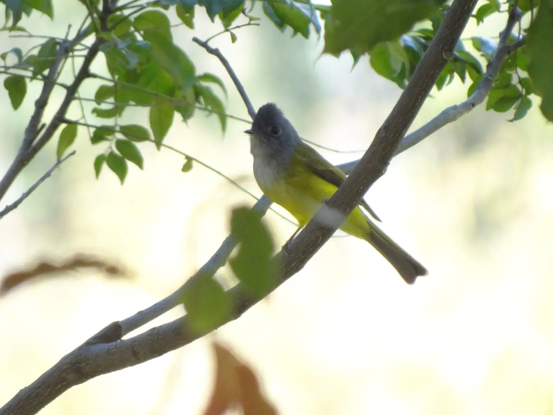 File:Grey-headed Canary-Flycatcher - Culicicapa ceylonensis - DSC00126.jpg