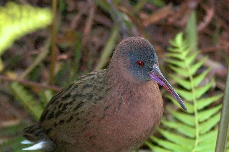 File:Rallus madagascariensis.jpg