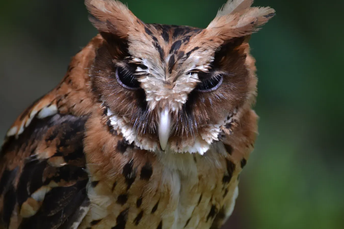 File:Otus gurneyi.jpg