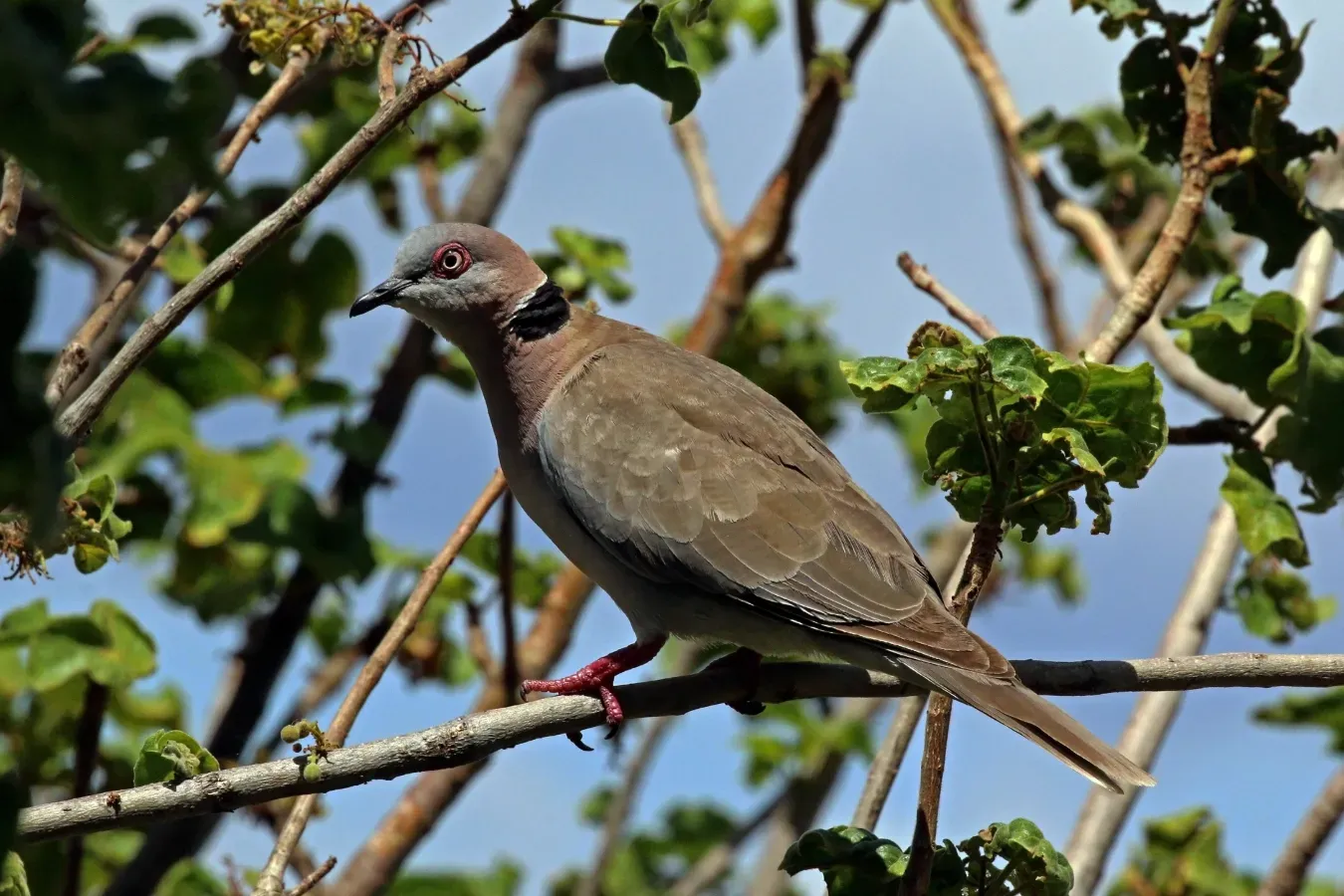 File:African mourning dove (Streptopelia decipiens perspicillata).jpg