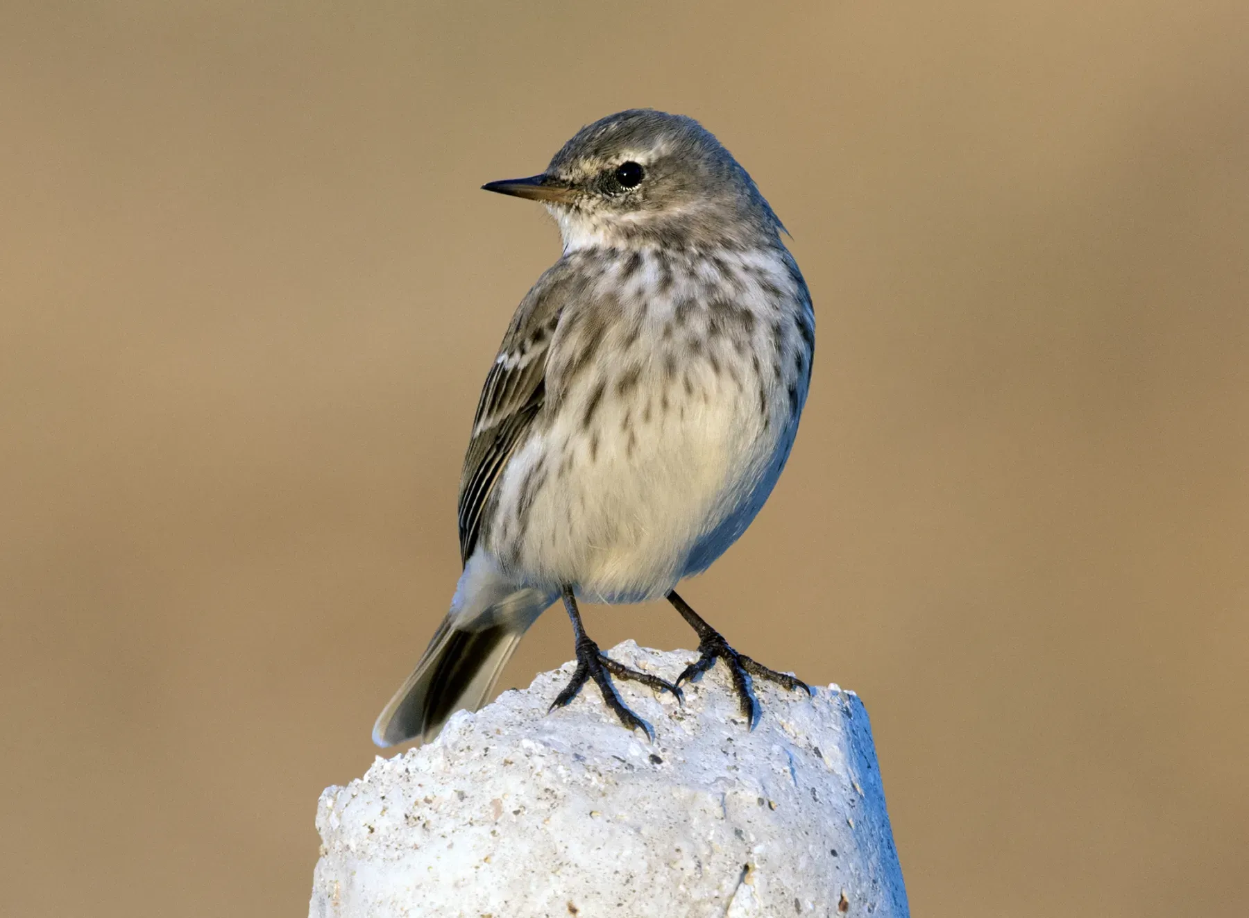 File:Anthus spinoletta - Water Pipit, Kahramanmaraş 2016-11-18 01-10.jpg