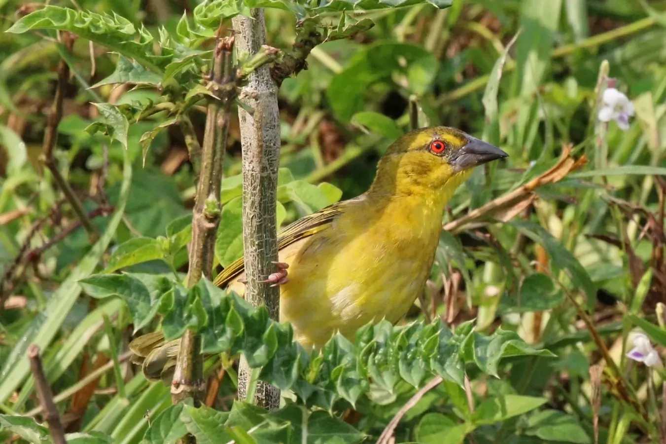 File:Black-headed weaver (Ploceus cucullatus bohndorffi) female.jpg