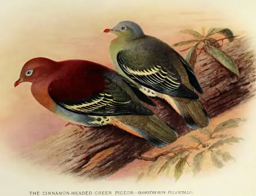 File:TreronFulvicollis.jpg