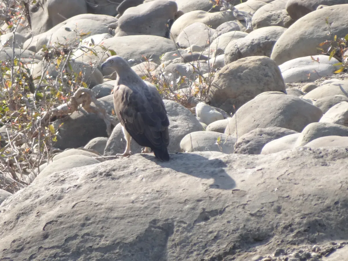 File:Lesser Fish Eagle - Icthyophaga humilis - DSC04899.jpg