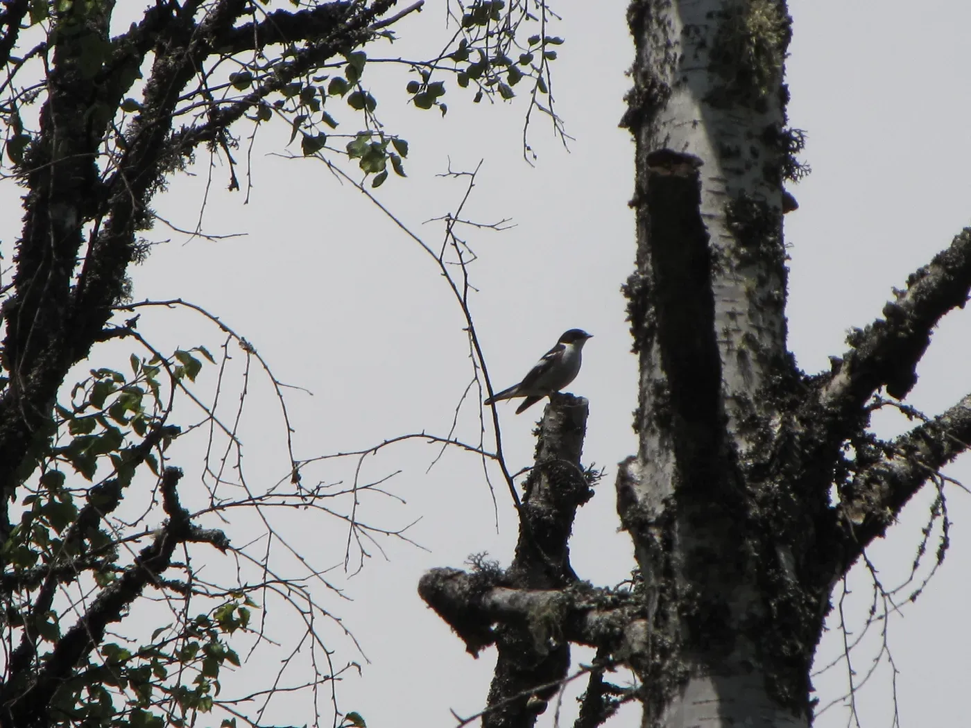 File:Ficedula semitorquata.jpg