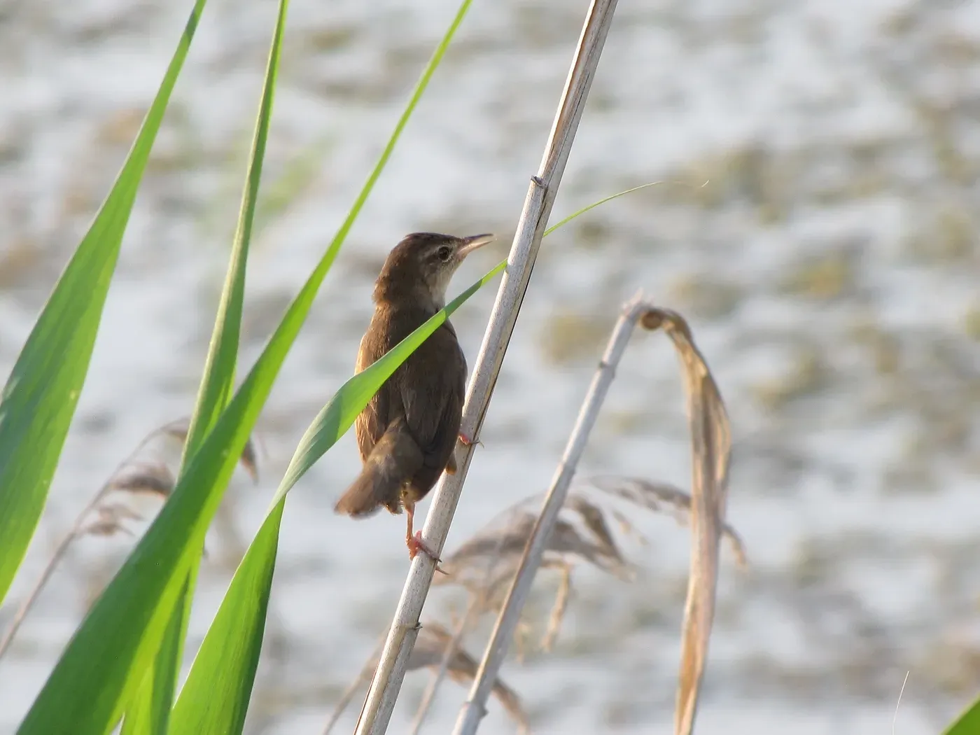 File:Locustella luscinioides 1.jpg