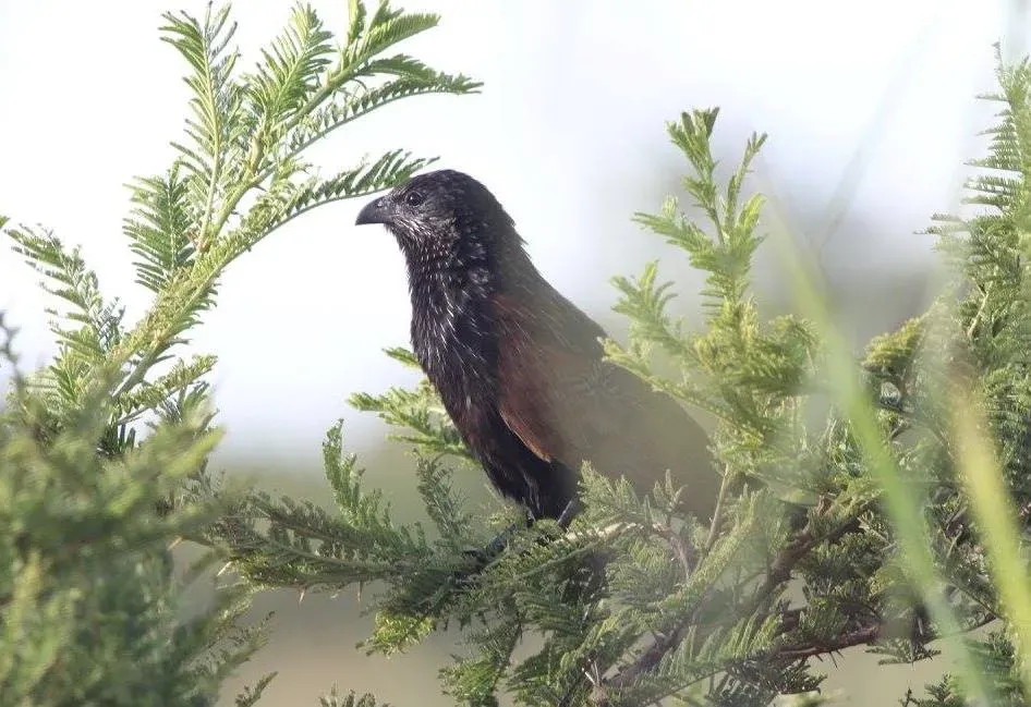 File:Centropus grillii, subvolwassene, Menongue, Birding Weto, a.jpg