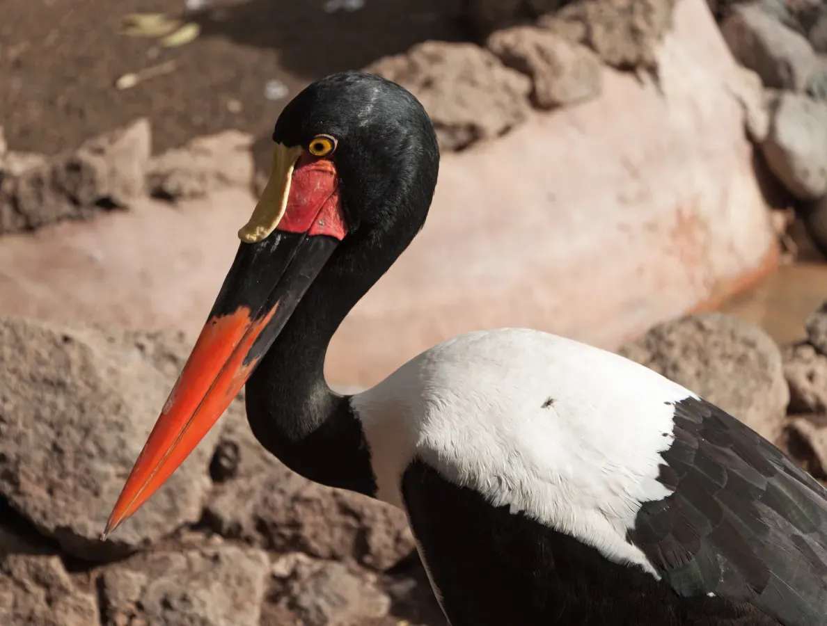 File:Ephippiorhynchus senegalensis - Palmitos Park.jpg