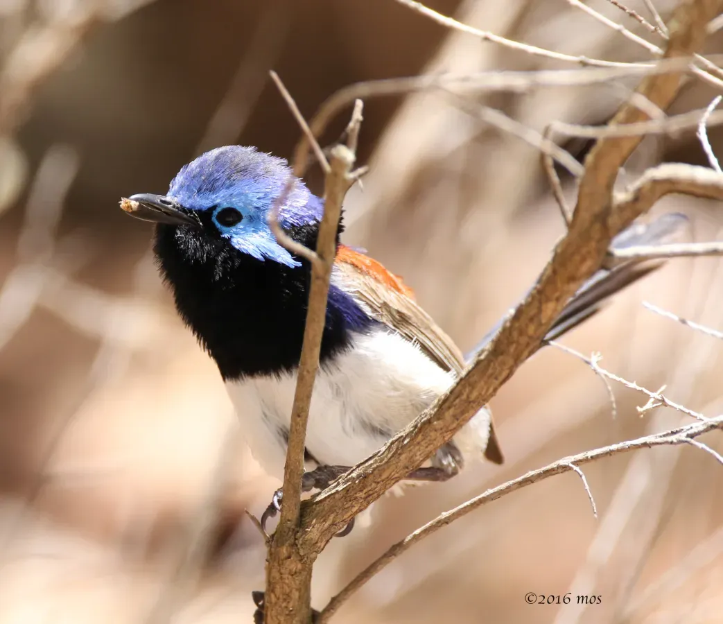 File:Blue-breasted Fairy-wren (Malurus pulcherrimus) of Kings Park, Perth Western Australia.jpg